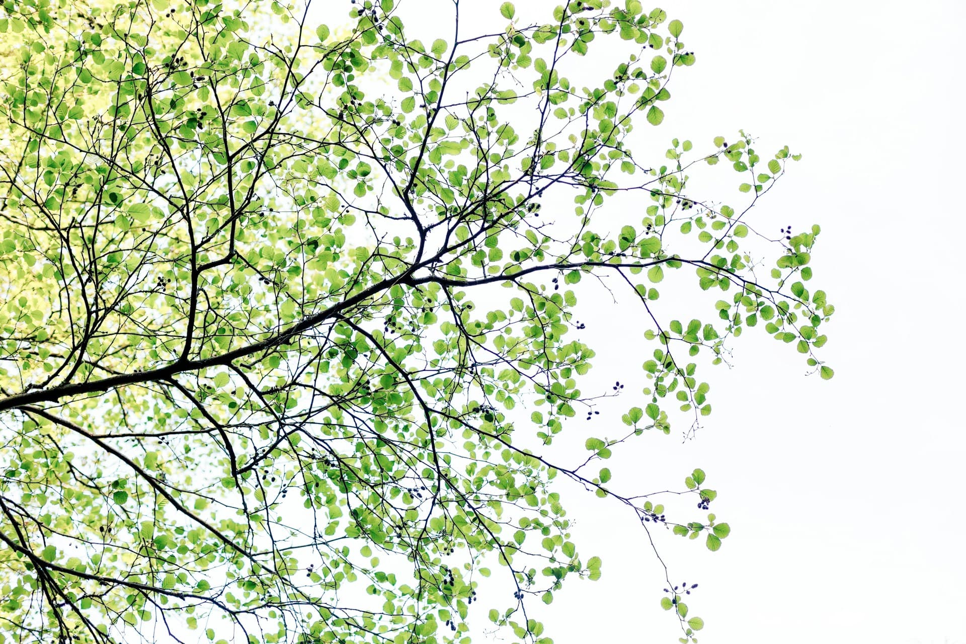 World-class Hospitals